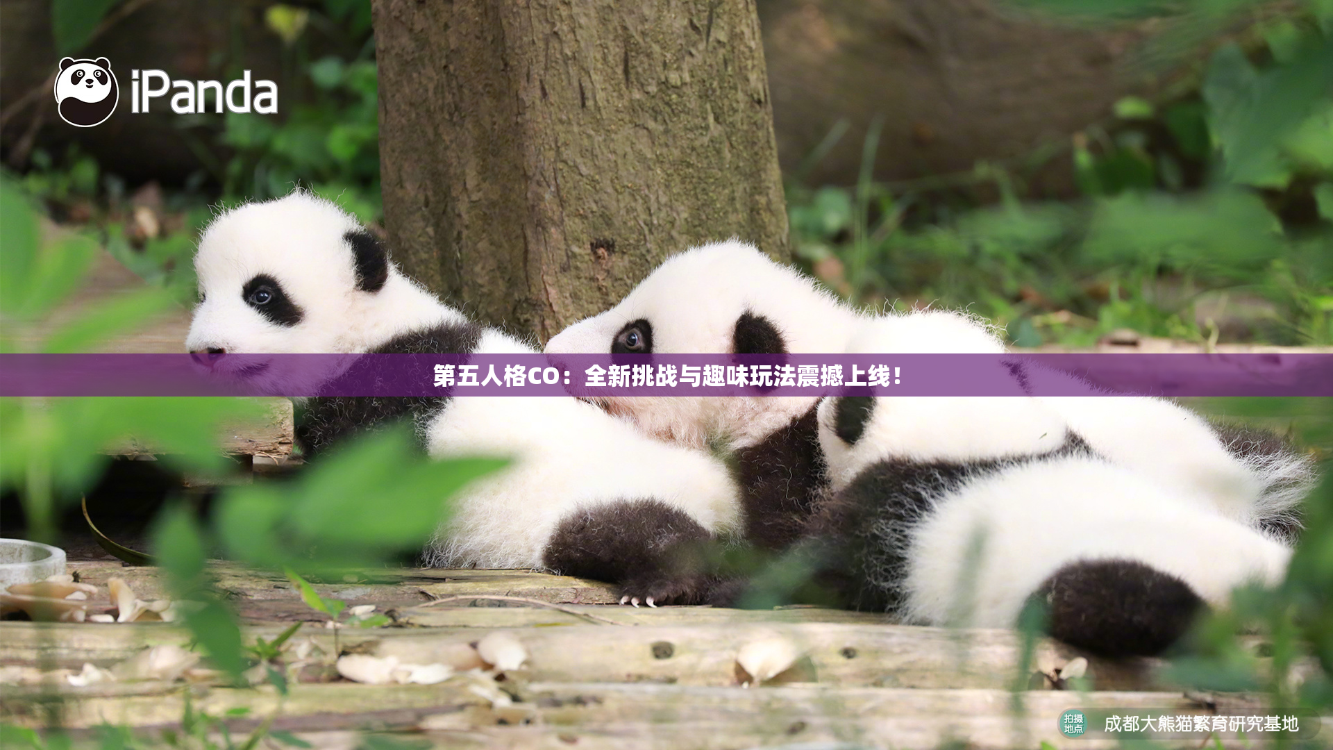 第五人格CO：全新挑战与趣味玩法震撼上线！