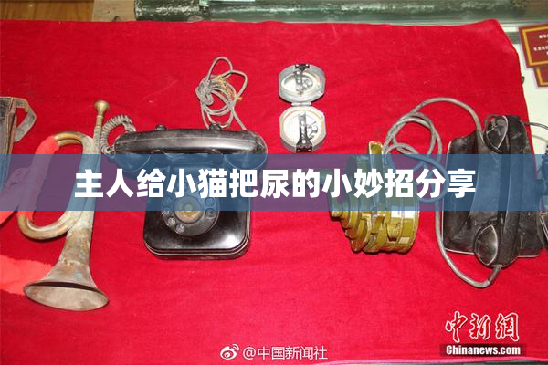 主人给小猫把尿的小妙招分享