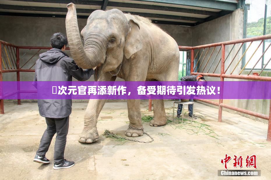囧次元官再添新作，备受期待引发热议！