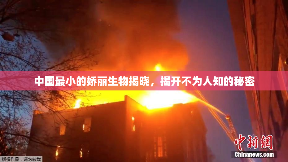 中国最小的娇丽生物揭晓，揭开不为人知的秘密
