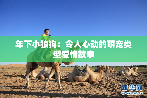 年下小狼狗：令人心动的萌宠类型爱情故事