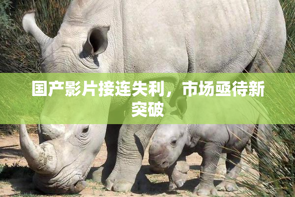 国产影片接连失利，市场亟待新突破