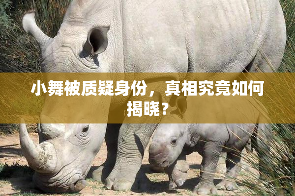 小舞被质疑身份，真相究竟如何揭晓？