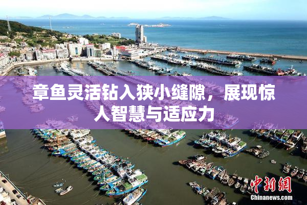 章鱼灵活钻入狭小缝隙，展现惊人智慧与适应力