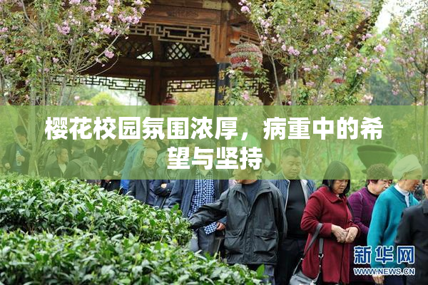 樱花校园氛围浓厚，病重中的希望与坚持