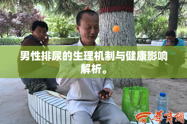 男性排尿的生理机制与健康影响解析。