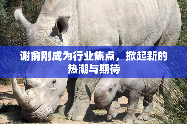 谢俞刚成为行业焦点，掀起新的热潮与期待