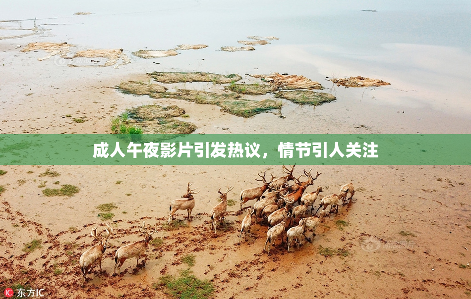 成人午夜影片引发热议，情节引人关注