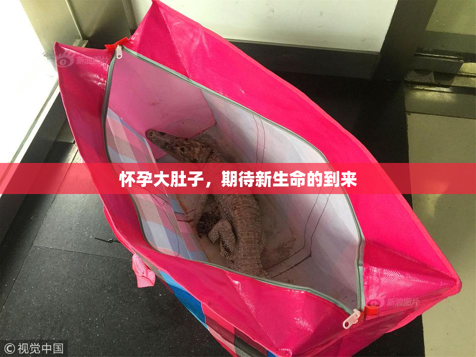怀孕大肚子，期待新生命的到来