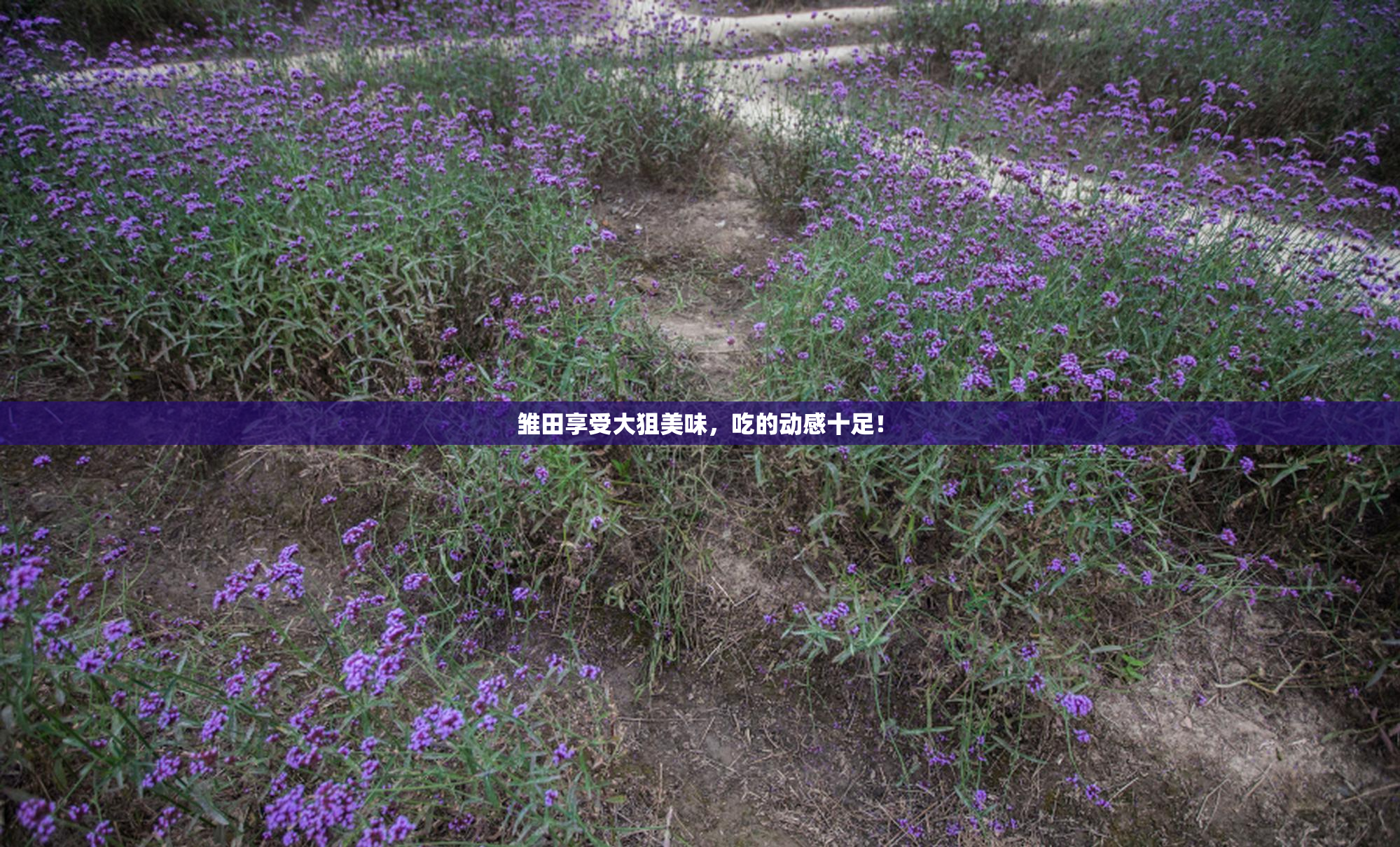 雏田享受大狙美味，吃的动感十足！