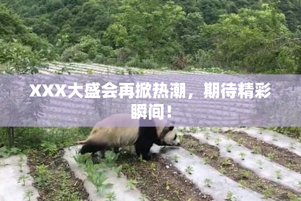 XXX大盛会再掀热潮，期待精彩瞬间！