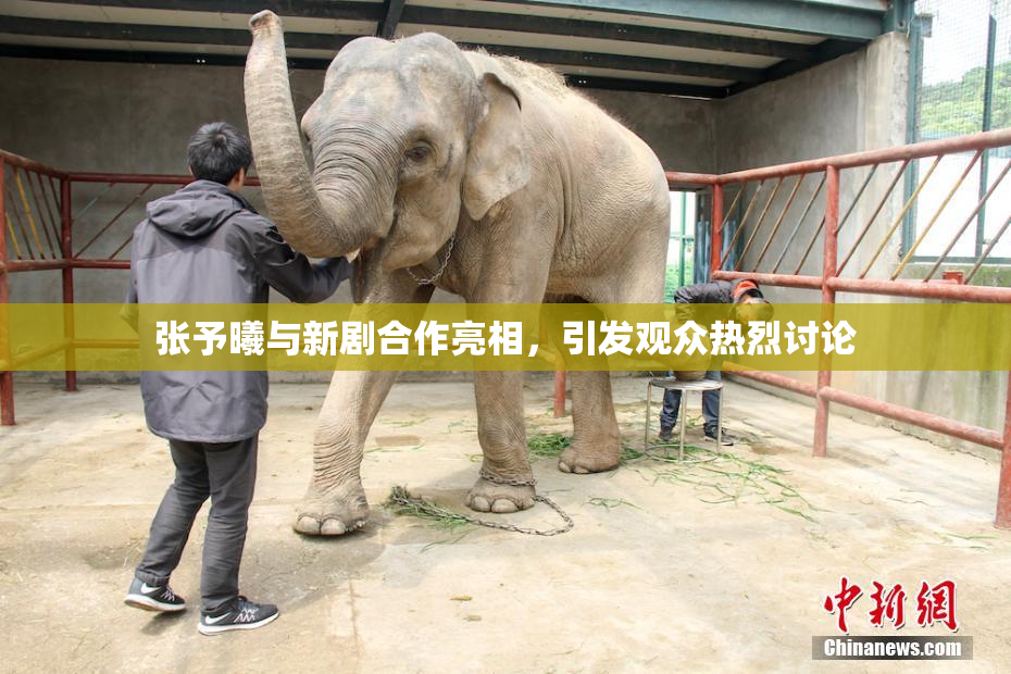 张予曦与新剧合作亮相，引发观众热烈讨论
