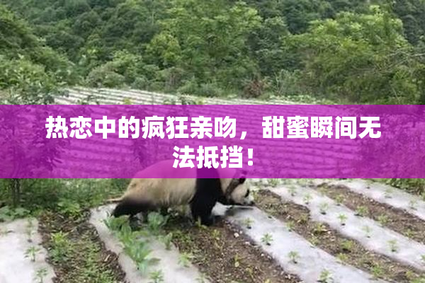 热恋中的疯狂亲吻，甜蜜瞬间无法抵挡！