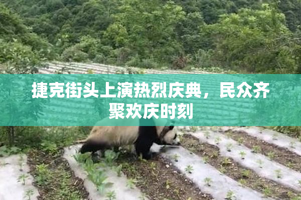捷克街头上演热烈庆典，民众齐聚欢庆时刻