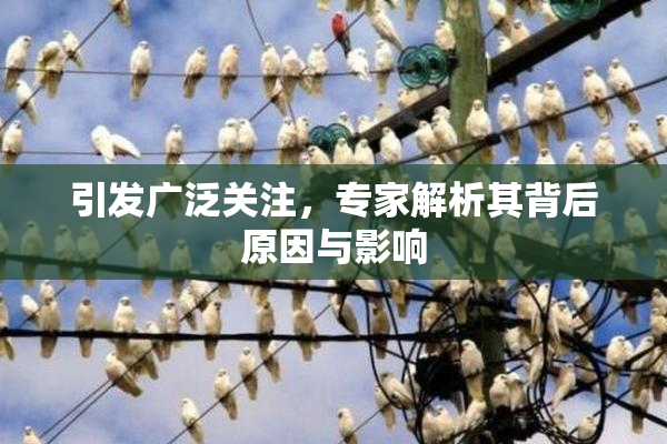 引发广泛关注，专家解析其背后原因与影响