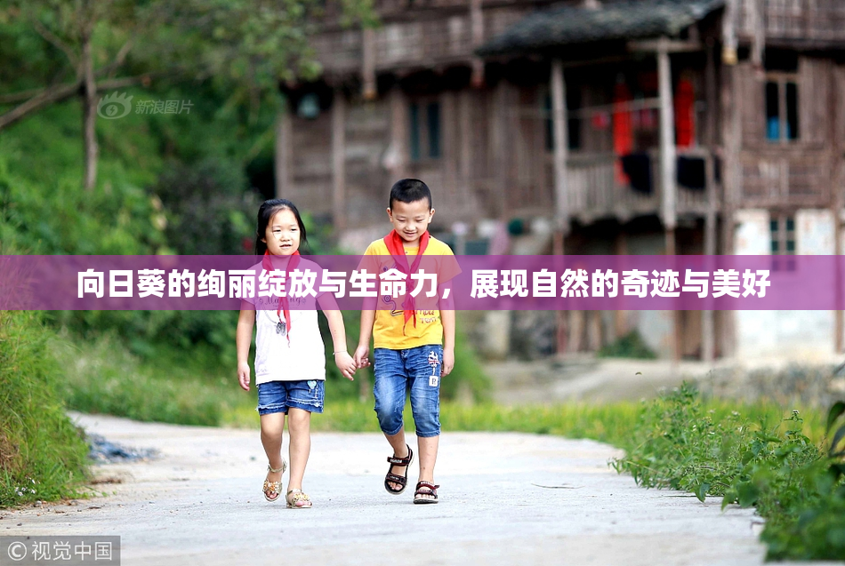 向日葵的绚丽绽放与生命力，展现自然的奇迹与美好