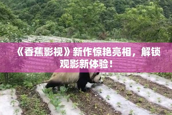 《香蕉影视》新作惊艳亮相，解锁观影新体验！