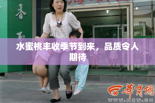 水蜜桃丰收季节到来，品质令人期待