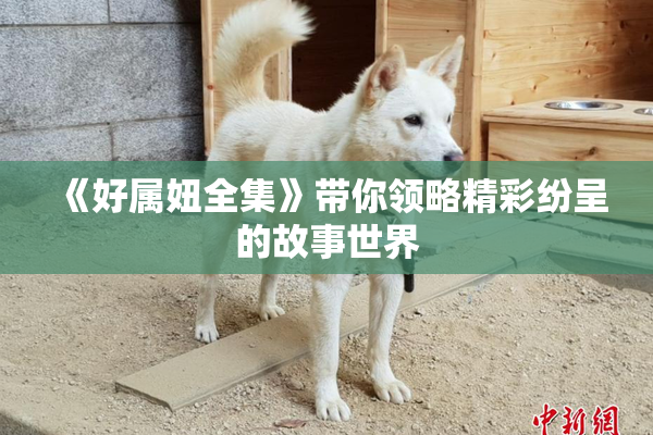 《好属妞全集》带你领略精彩纷呈的故事世界