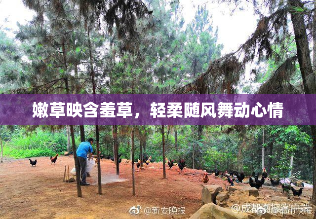 嫩草映含羞草，轻柔随风舞动心情