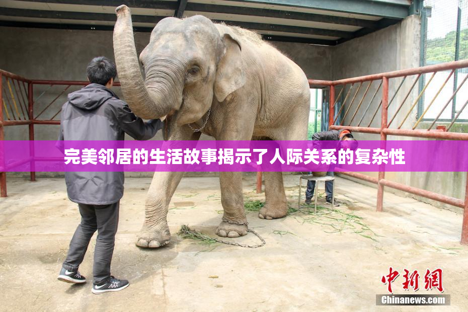 完美邻居的生活故事揭示了人际关系的复杂性