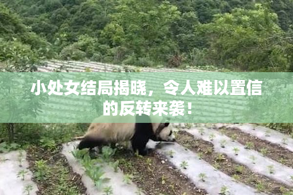 小处女结局揭晓，令人难以置信的反转来袭！