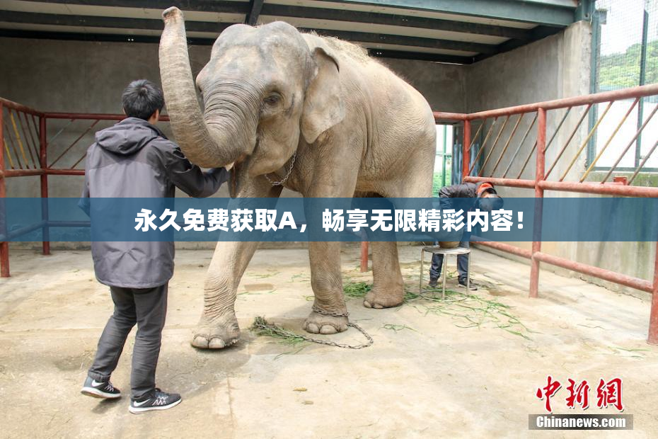 永久免费获取A，畅享无限精彩内容！