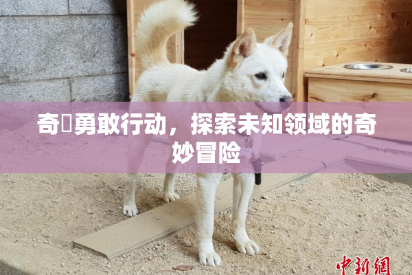 奇犽勇敢行动，探索未知领域的奇妙冒险
