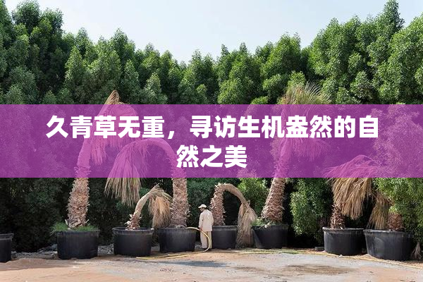 久青草无重，寻访生机盎然的自然之美
