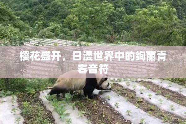 樱花盛开，日漫世界中的绚丽青春音符