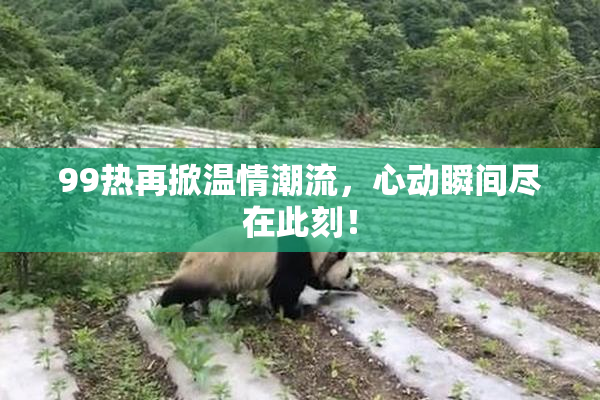 99热再掀温情潮流，心动瞬间尽在此刻！