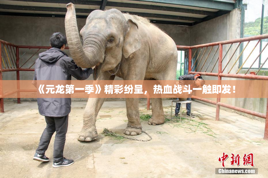 《元龙第一季》精彩纷呈，热血战斗一触即发！