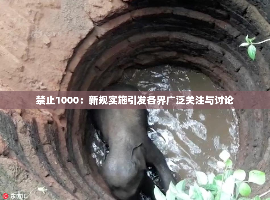 禁止1000：新规实施引发各界广泛关注与讨论