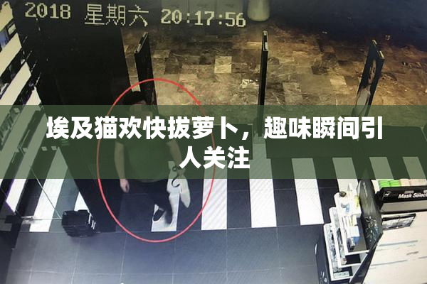 埃及猫欢快拔萝卜，趣味瞬间引人关注