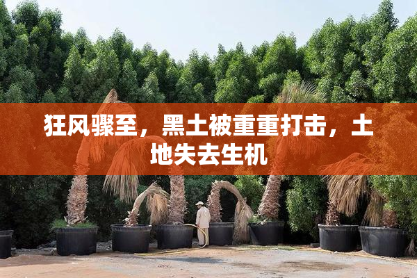 狂风骤至，黑土被重重打击，土地失去生机