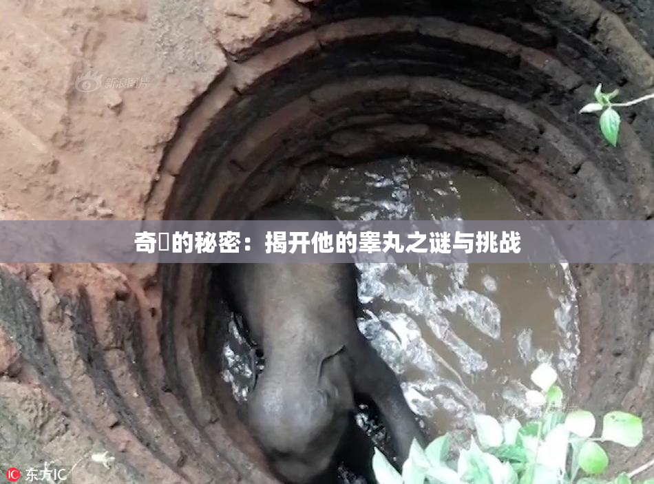 奇犽的秘密：揭开他的睾丸之谜与挑战