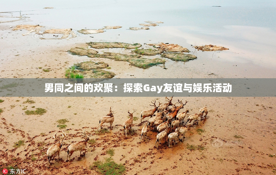 男同之间的欢聚：探索Gay友谊与娱乐活动