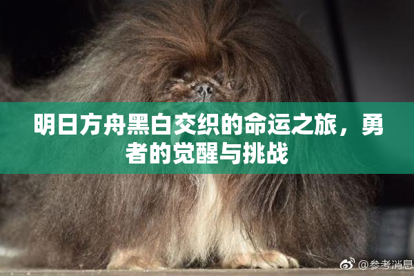 明日方舟黑白交织的命运之旅，勇者的觉醒与挑战