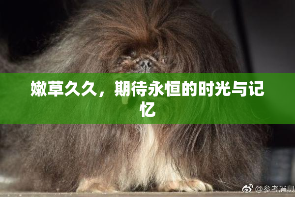 嫩草久久，期待永恒的时光与记忆