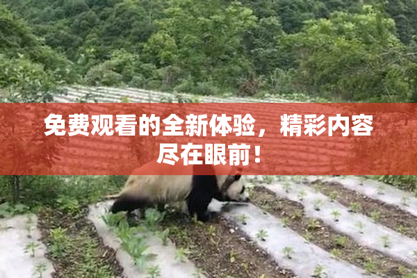 免费观看的全新体验，精彩内容尽在眼前！