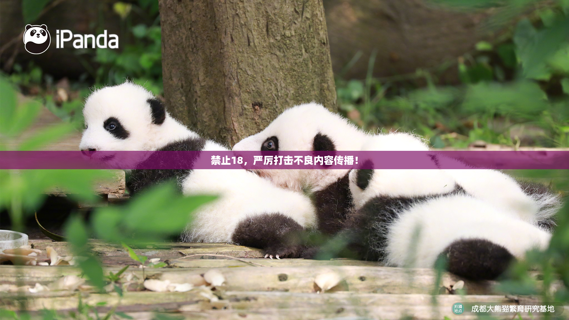 禁止18，严厉打击不良内容传播！