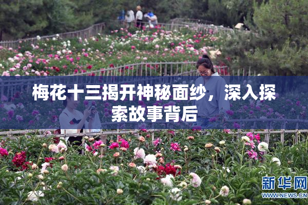 梅花十三揭开神秘面纱，深入探索故事背后