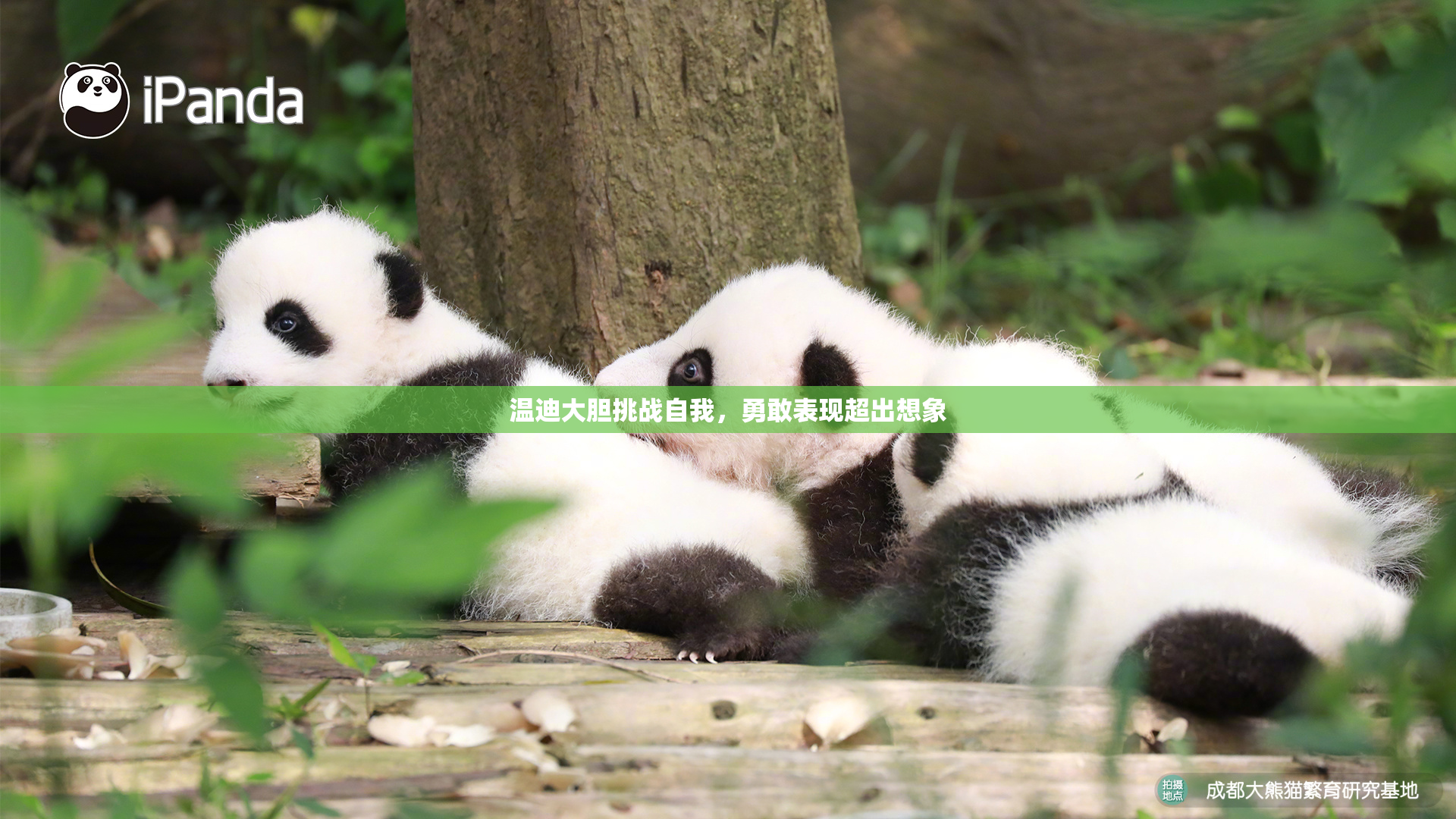 温迪大胆挑战自我，勇敢表现超出想象