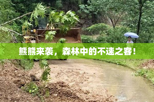 熊熊来袭，森林中的不速之客！