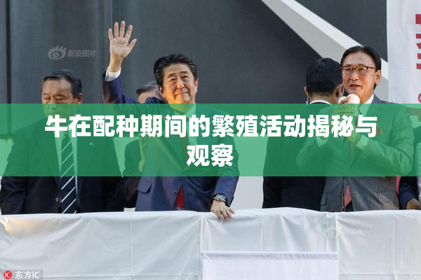 牛在配种期间的繁殖活动揭秘与观察