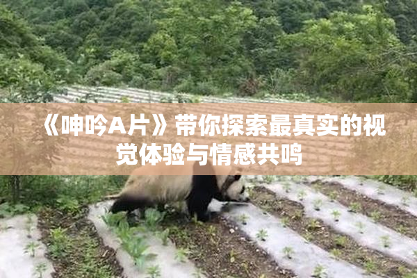 《呻吟A片》带你探索最真实的视觉体验与情感共鸣