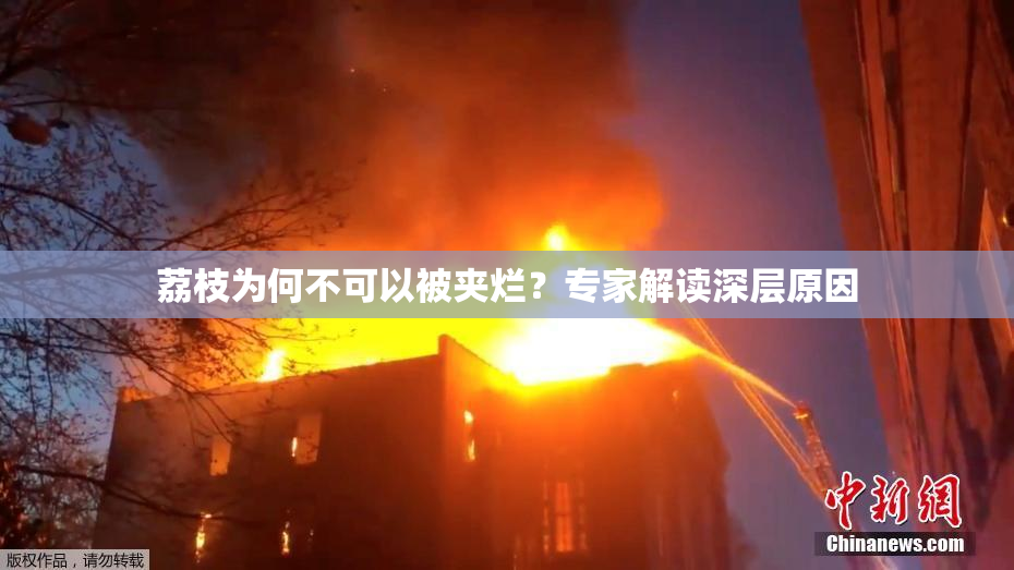 荔枝为何不可以被夹烂？专家解读深层原因
