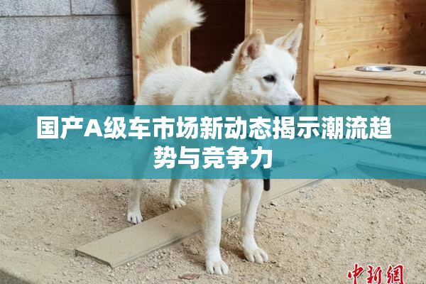 国产A级车市场新动态揭示潮流趋势与竞争力