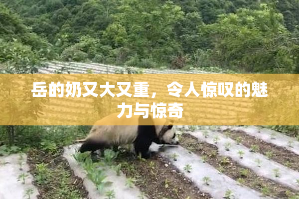 岳的奶又大又重，令人惊叹的魅力与惊奇
