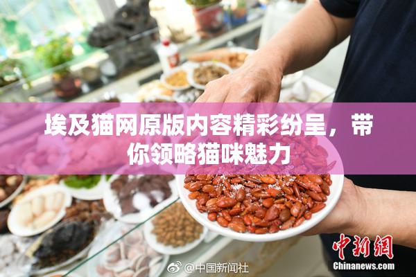 埃及猫网原版内容精彩纷呈，带你领略猫咪魅力